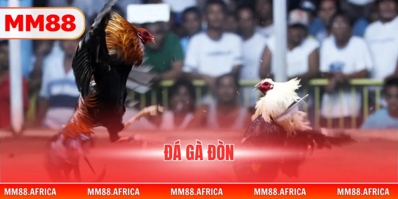 Đá Gà Đòn - Sức Mạnh Của Những Chiến Binh Thuần Chủng 1 Đá Gà Đòn - Sức Mạnh Của Những Chiến Binh Thuần Chủng