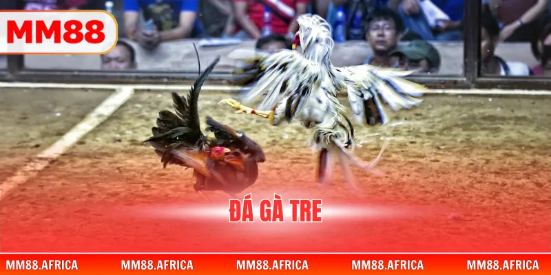 Đá Gà Tre - Bí Quyết Chinh Phục Đấu Trường Đỉnh Cao 1 Đá Gà Tre - Bí Quyết Chinh Phục Đấu Trường Đỉnh Cao