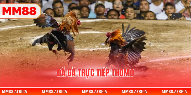 Đá Gà Trực Tiếp Thomo - Những Trận Chiến Kinh Điển 2026 1 Đá Gà Trực Tiếp Thomo - Những Trận Chiến Kinh Điển 2026