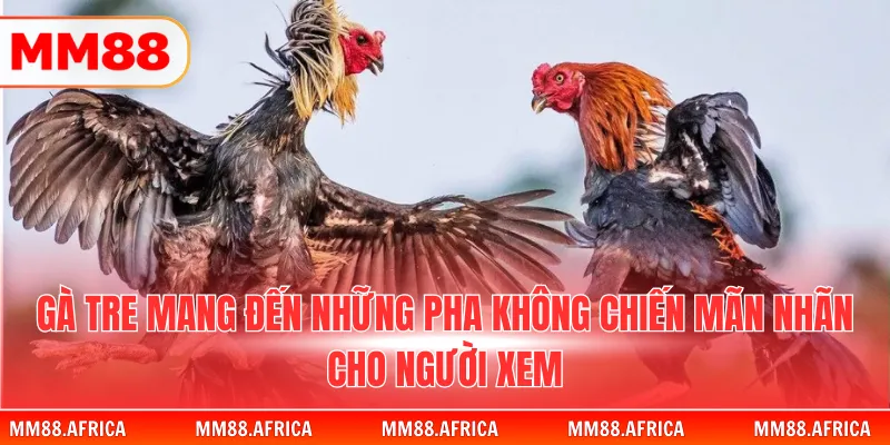 Đá Gà Tre - Bí Quyết Chinh Phục Đấu Trường Đỉnh Cao 2 Gà tre mang đến những pha không chiến mãn nhãn cho người xem