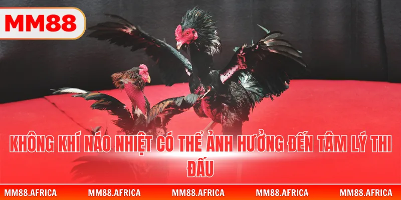 Đá Gà Đòn - Sức Mạnh Của Những Chiến Binh Thuần Chủng 4 Không khí náo nhiệt ó thể ảnh hưởng đến tâm lý thi đấu