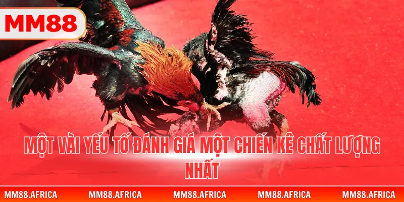 Đá Gà Đòn - Sức Mạnh Của Những Chiến Binh Thuần Chủng 3 Một vài yếu tố đánh giá một chiến kê chất lượng nhất