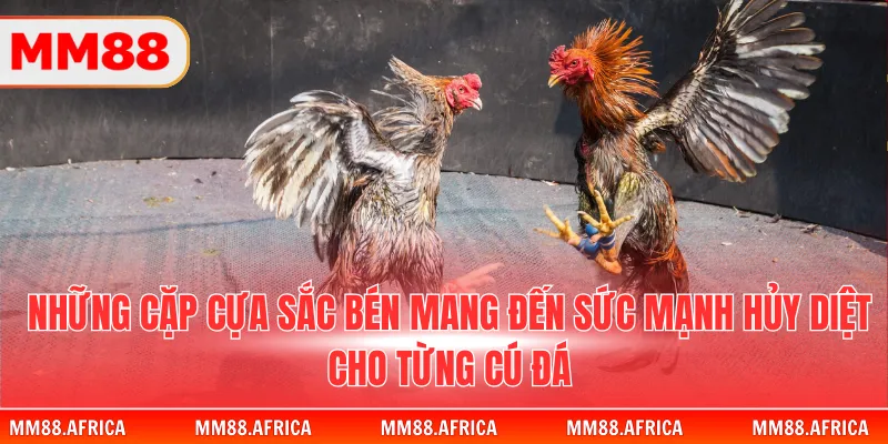 Đá Gà Cựa Sắt - Nghệ Thuật Chinh Phục Đấu Trường Thomo 2 Những cặp cựa sắc bén mang đến sức mạnh hủy diệt cho từng cú đá