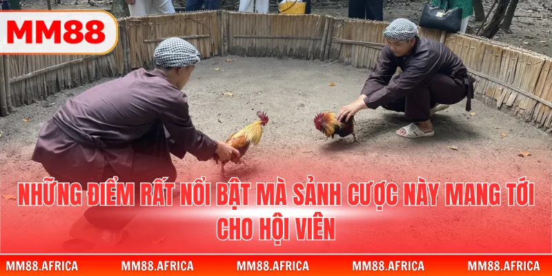 Đá Gà Tre - Bí Quyết Chinh Phục Đấu Trường Đỉnh Cao 4 Những điểm rất nổi bật mà sảnh cược này mang tới cho hội viên
