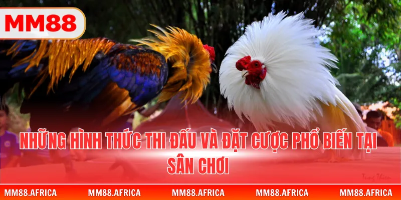 Đá Gà Trực Tiếp Thomo - Những Trận Chiến Kinh Điển 2026 3 Những hình thức thi đấu và đặt cược phổ biến tại sân chơi