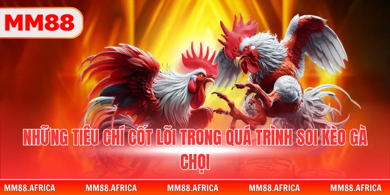 Soi Kèo Đá Gà - Cẩm Nang Phân Tích Các Trận Đấu 2026 3 Những tiêu chí cốt lõi trong quá trình soi kèo gà chọi