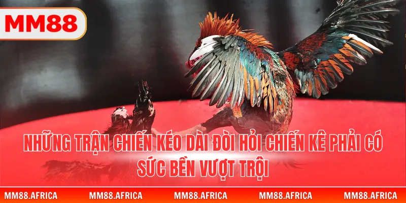 Đá Gà Đòn - Sức Mạnh Của Những Chiến Binh Thuần Chủng 2 Những trận chiến kéo dài đòi hỏi chiến kê phải có sức bền vượt trội