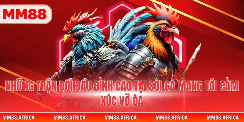 Những trận đối đầu đỉnh cao tại sới gà mang tới cảm xúc vỡ òa