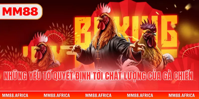 Đá Gà Cựa Sắt - Nghệ Thuật Chinh Phục Đấu Trường Thomo 3 Những yếu tố quyết định tới chất lượng của gà chiến