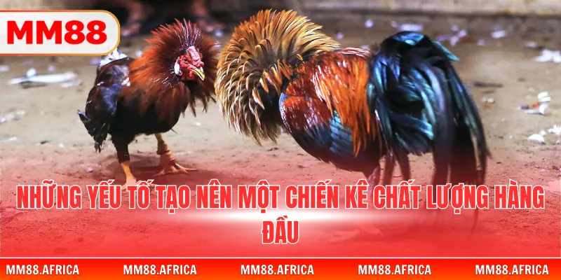 Đá Gà Tre - Bí Quyết Chinh Phục Đấu Trường Đỉnh Cao 3 Những yếu tố tạo nên một chiến kê chất lượng hàng đầu