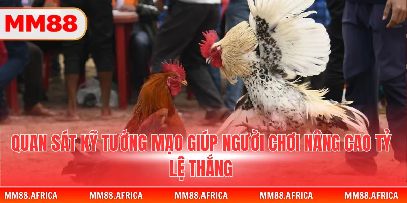 Đá Gà Trực Tiếp Thomo - Những Trận Chiến Kinh Điển 2026 4 Quan sát kỹ tướng mạo giúp người chơi nâng cao tỷ lệ thắng