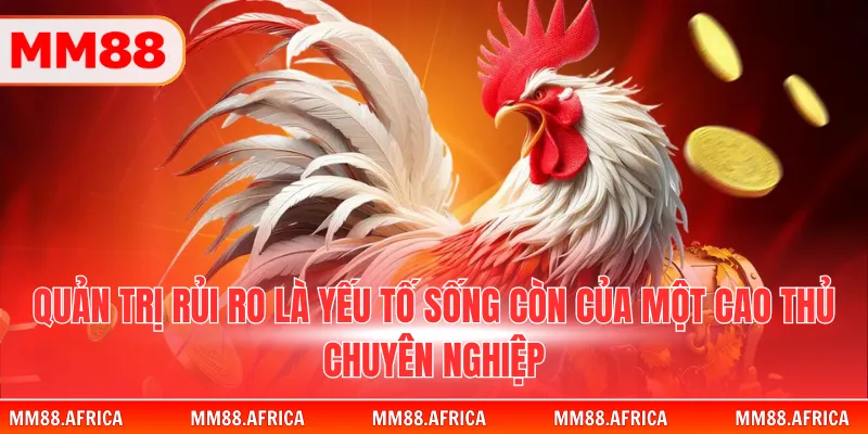 Soi Kèo Đá Gà - Cẩm Nang Phân Tích Các Trận Đấu 2026 4 Quản trị rủi ro là yếu tố sống còn của một cao thủ chuyên nghiệp