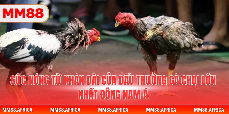 Đá Gà Trực Tiếp Thomo - Những Trận Chiến Kinh Điển 2026 2 Sức nóng từ khán đài của đấu trường gà chọi lớn nhất Đông Nam Á